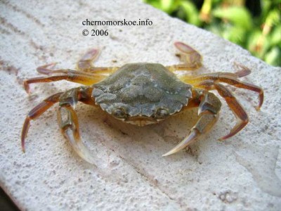 crab.jpg