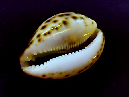 Cypraea tigris down.jpg